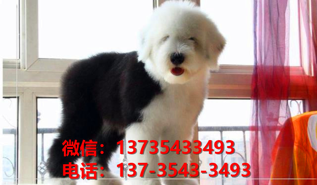 铜川犬舍出售纯种古牧幼犬 全白头古代牧羊犬宠物狗狗买狗卖狗