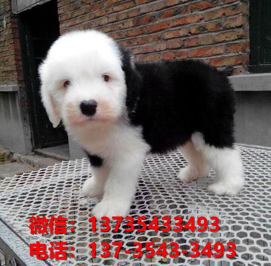 广州宠物狗犬舍出售纯种古牧幼犬宠物狗市场在