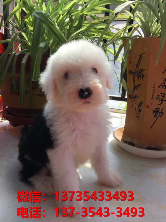 长沙宠物狗犬舍出售纯种古牧幼犬宠物狗市场在