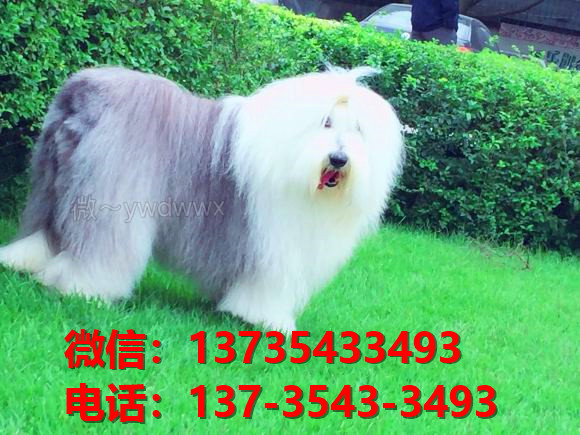 兰州犬舍出售纯种古牧幼犬 全白头古代牧羊犬