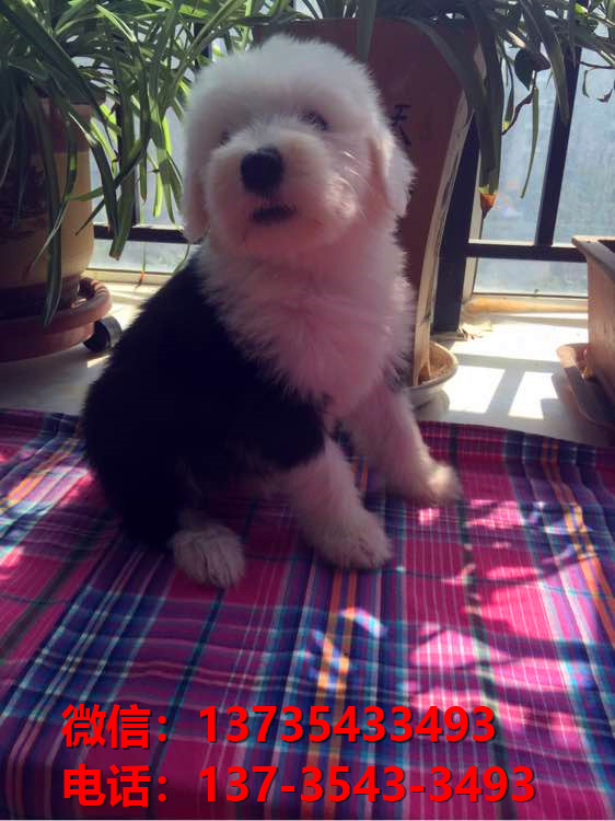 陕西西安宠物狗犬舍出售纯种古牧幼犬宠物狗市