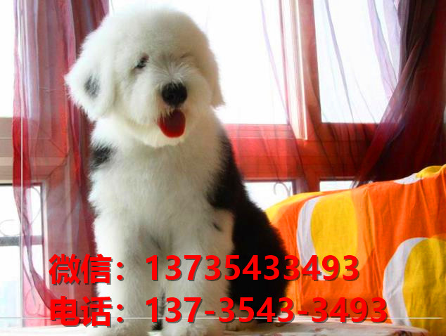 铜川犬舍出售纯种古牧幼犬 全白头古代牧羊犬宠物狗狗买狗卖狗