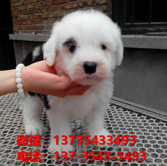 九江犬舍出售纯种古牧幼犬 全白头古代牧羊犬宠物狗狗买狗卖狗