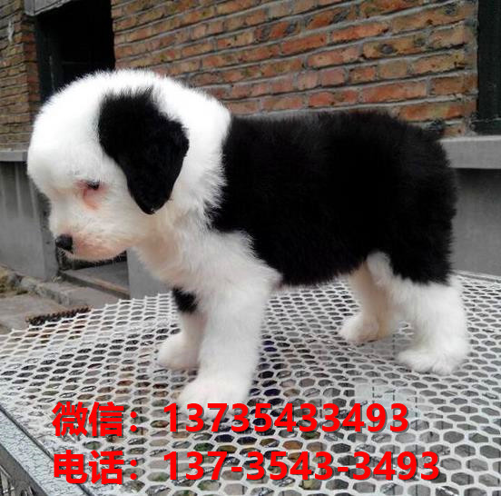 南京宠物狗犬舍出售纯种古牧幼犬宠物狗市场在
