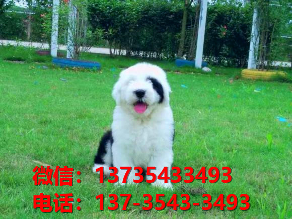 盐城犬舍出售纯种古牧幼犬 全白头古代牧羊犬宠物狗狗买狗卖狗