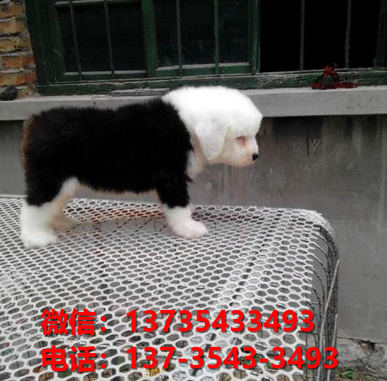 九江犬舍出售纯种古牧幼犬 全白头古代牧羊犬宠物狗狗买狗卖狗