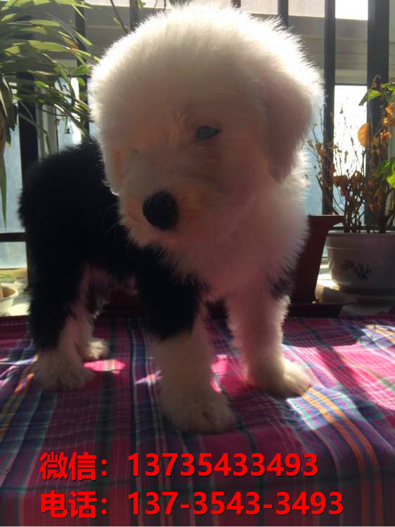 南宁宠物狗犬舍出售纯种古牧幼犬宠物狗市场在