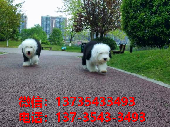 盐城犬舍出售纯种古牧幼犬 全白头古代牧羊犬宠物狗狗买狗卖狗