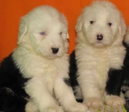 文山买小古牧 文山买狗可靠的地方 云南本地狗