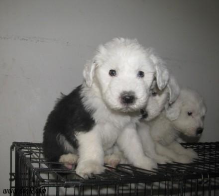 丽江买伴侣犬 家养古牧好不好 丽江哪里买古牧