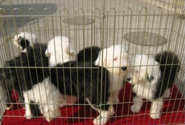 蒙自哪里买卖纯种古牧犬蒙自狗场出售古代牧羊