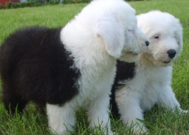 丽江买伴侣犬 家养古牧好不好 丽江哪里买古牧