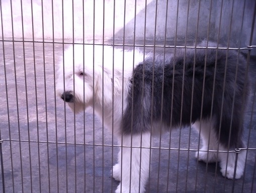 丽江本地哪里买古代牧羊犬,丽江长期出售纯种