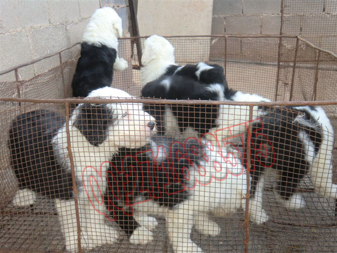  昆明哪里卖狗比较纯 昆明卖狗的地方哪里好