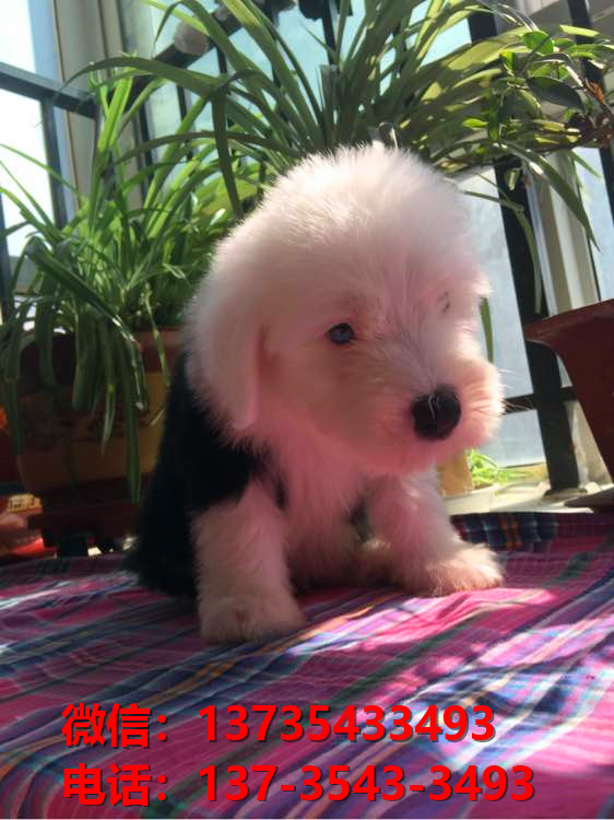 郑州宠物狗犬舍出售纯种古牧幼犬宠物狗市场在