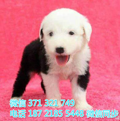 犬舍直销，哪里有宠物古牧 ，精品小型中型大型犬