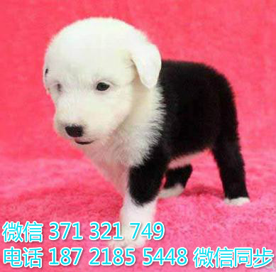 犬舍直销，哪里有宠物古牧 ，精品小型中型大型犬狗狗套