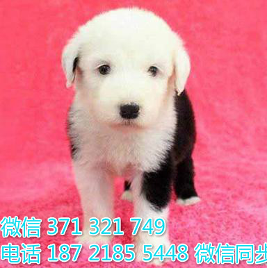 犬舍直销，哪里有宠物古牧 ，精品小型中型大型犬狗狗驯