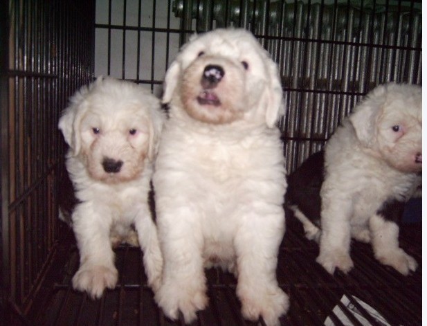 宜宾买狗 宜宾买古牧的地方 养犬基地