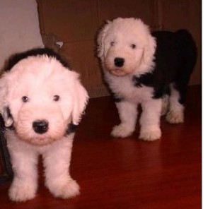 德钦县买狗 德钦县买古牧 云南狗场出售小古牧