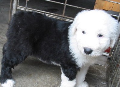 昆明买古牧犬卖古牧幼犬狗场出售古牧小狗包品质