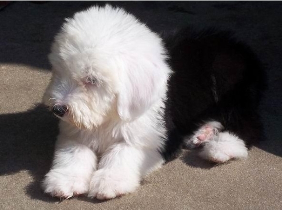 昆明哪里买古牧 昆明本地狗场出售古牧幼犬