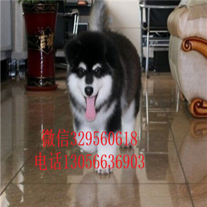 大连赛级精品黑色阿拉斯加赛级阿拉斯加疫苗齐全