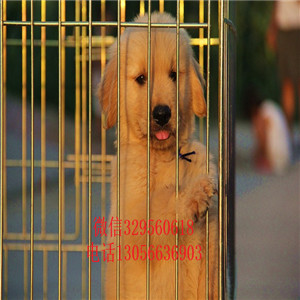 平顶山出售纯种高品质精品金毛金毛多少钱疫苗齐全