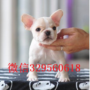 淮北卖双血统法牛奶油色法斗多少钱黑白花法牛