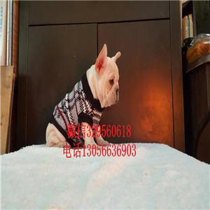 辽宁大连出售正宗极品法斗奶油色法斗犬舍认证