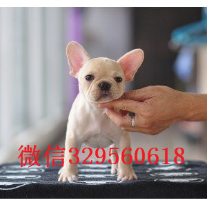 萍乡出售哪里能买到纯种法斗纯种法斗幼犬出售