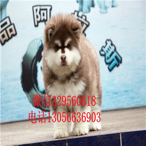 泰安哪里有卖红色阿拉斯加熊版阿拉斯加包纯种