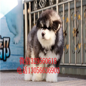 盘锦出售纯种灰色阿拉斯加熊版阿拉斯加包纯种