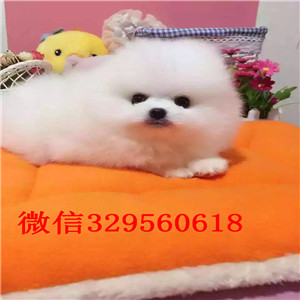 黄山出售小体博美双血统博美高品质博美