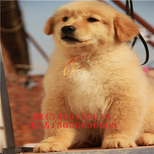 朔州哪里能买到带证书的金毛金毛多少钱疫苗齐