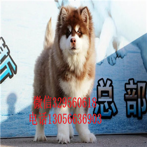 萍乡出售纯种黑色阿拉斯加高品质阿拉斯加大骨