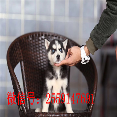 纯种哈士奇价格 哈士奇怎么卖的 黑色哈士奇多少钱