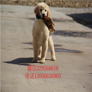 晋城出售纯种双血统金毛金毛基地英系金毛