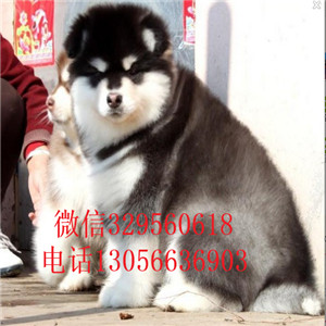 日照哪里能买到黑色阿拉斯加赛级阿拉斯加包纯