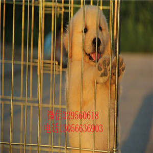 焦作出售纯种带证书的金毛金毛多少钱包纯种健康