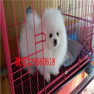 辽阳哪里有卖哈多利球体博美黄色博美高品质博美