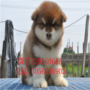 荆州出售纯种红色阿拉斯加纯种阿拉斯加大骨架