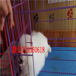 巢湖出售博美幼犬长不大的茶杯犬高品质博美