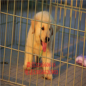 焦作出售纯种带证书的金毛金毛多少钱包纯种健康