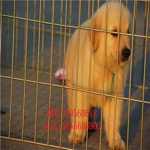 焦作出售纯种带证书的金毛金毛多少钱包纯种健康