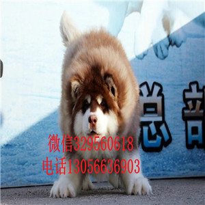 襄樊哪里能买到阿拉斯加幼犬赛级阿拉斯加包纯