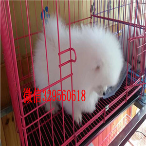 辽阳哪里有卖哈多利球体博美黄色博美高品质博美