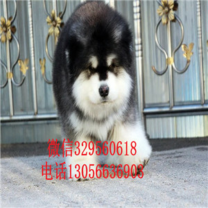 枣庄赛级精品黑色阿拉斯加高品质阿拉斯加大骨