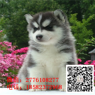 牡丹江哪里有卖哈士奇犬包纯种健康 黑白色红
