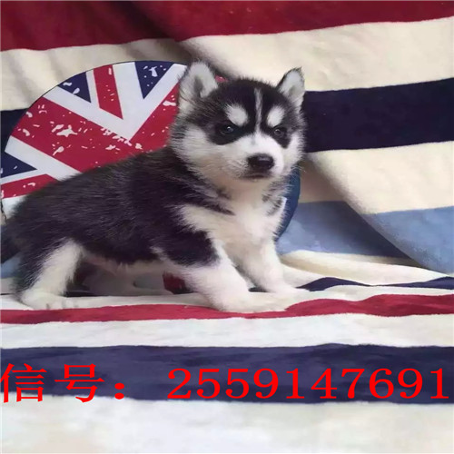 纯种哈士奇价格 哈士奇怎么卖的 黑色哈士奇多少钱